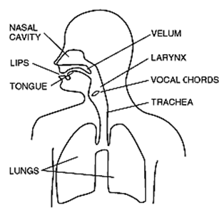 http://ingrit.com/ingolf/sonogram/speech-organs-dec.gif